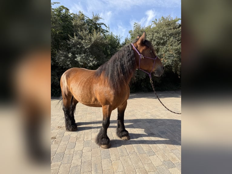 Ardenner Stute 14 Jahre 150 cm Brauner in Seeburg