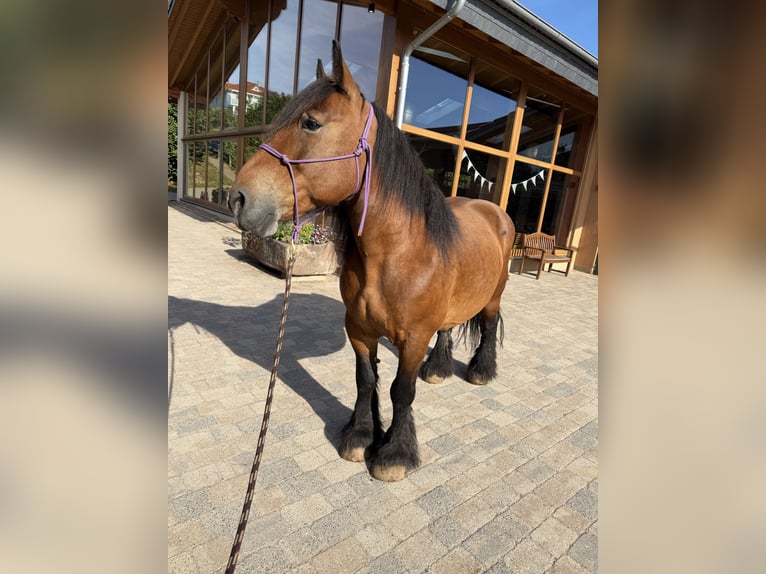 Ardenner Stute 14 Jahre 150 cm Brauner in Seeburg