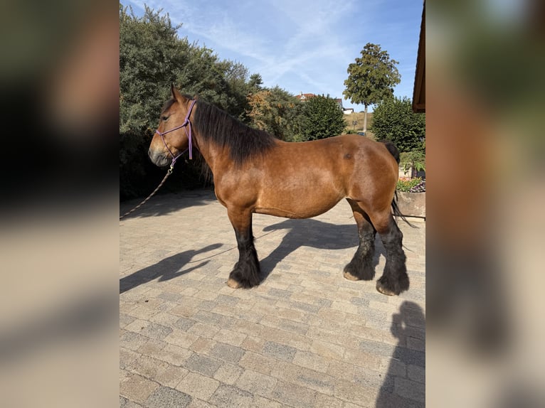 Ardenner Stute 14 Jahre 150 cm Brauner in Seeburg