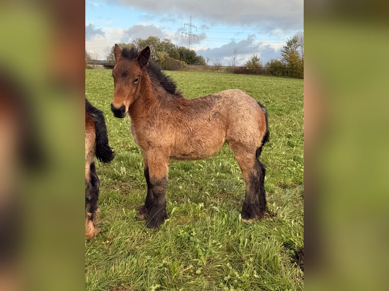 Ardenner Stute 1 Jahr 157 cm Braunfalbschimmel in Daleiden