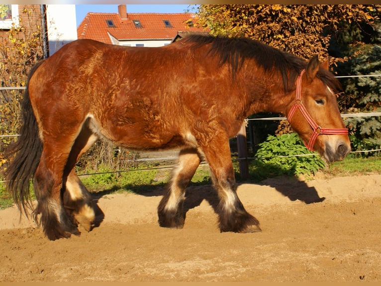 Ardenner Stute 2 Jahre 155 cm Brauner in Velpke