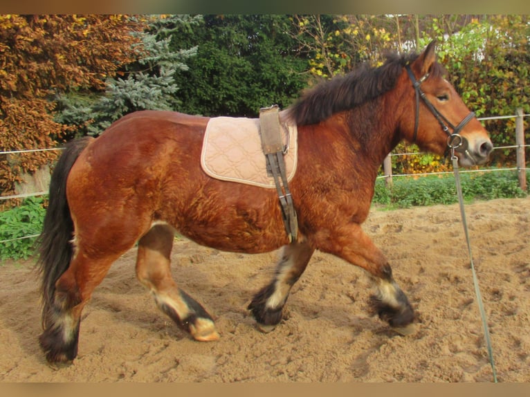 Ardenner Stute 2 Jahre 155 cm Brauner in Velpke