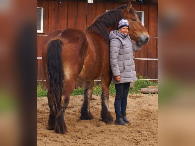 Ardenner Stute 2 Jahre 155 cm Brauner in Velpke