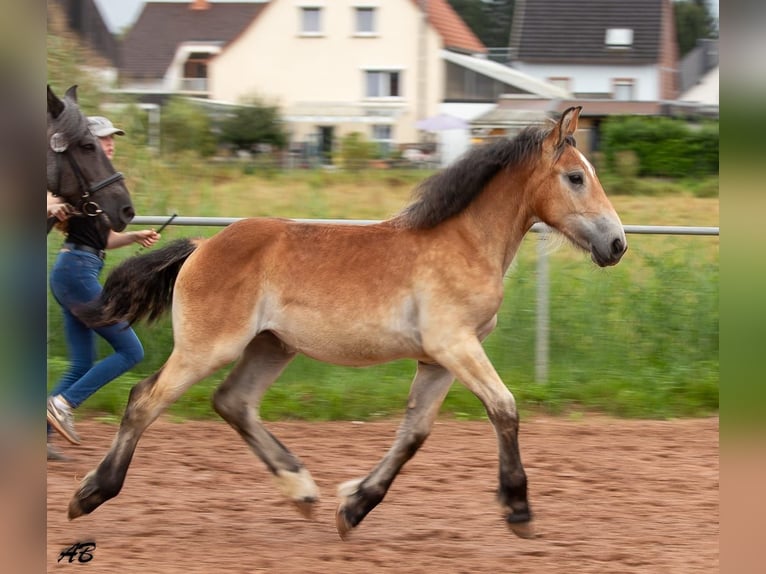 Ardenner Stute 2 Jahre 159 cm Brauner in Hayingen
