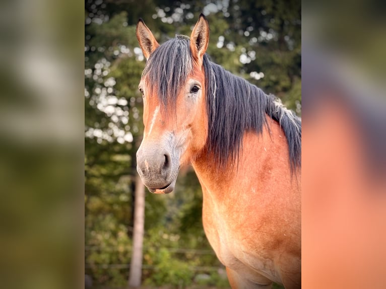 Ardenner Stute 3 Jahre 150 cm  in Blankenheim