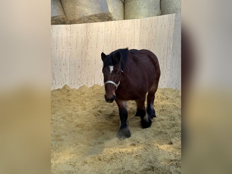 Ardenner Stute 3 Jahre 152 cm Brauner in Daleiden