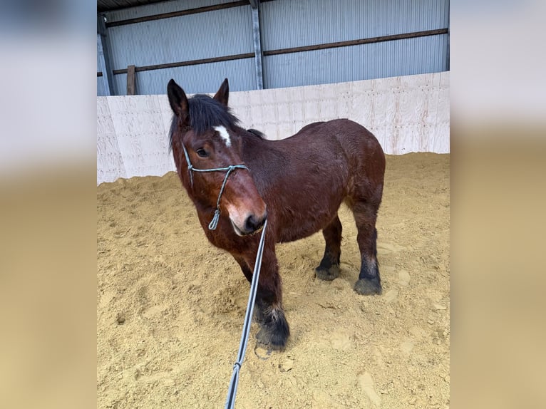 Ardenner Stute 3 Jahre 152 cm Brauner in Daleiden