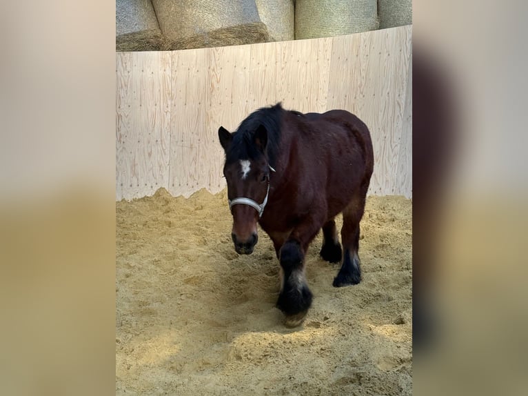 Ardenner Stute 3 Jahre 152 cm Brauner in Daleiden