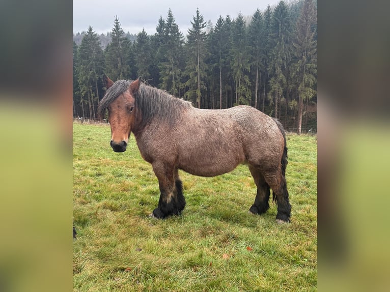 Ardenner Stute 4 Jahre 150 cm Roan-Bay in Daleiden