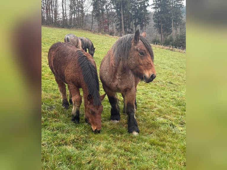 Ardenner Stute 4 Jahre 150 cm Roan-Bay in Daleiden