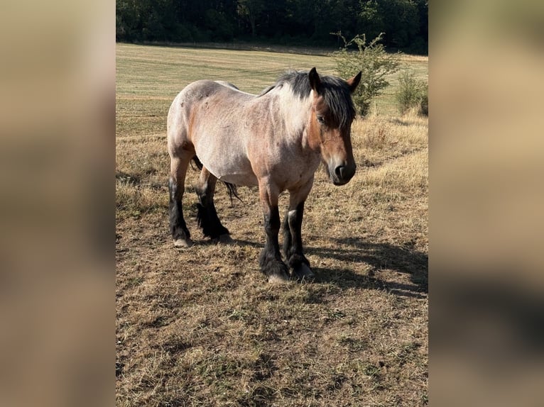 Ardenner Stute 4 Jahre 153 cm Braunfalbschimmel in Daleiden