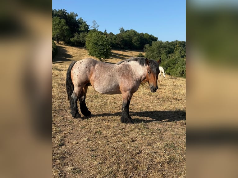 Ardenner Stute 4 Jahre 153 cm Roan-Bay in Daleiden