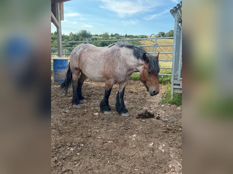 Ardenner Stute 4 Jahre 153 cm Roan-Bay in Daleiden