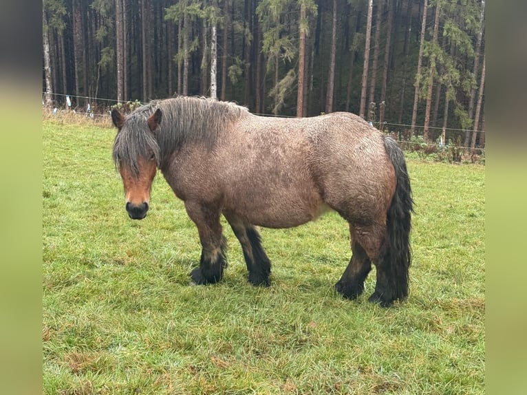 Ardenner Stute 5 Jahre 150 cm Roan-Bay in Daleiden