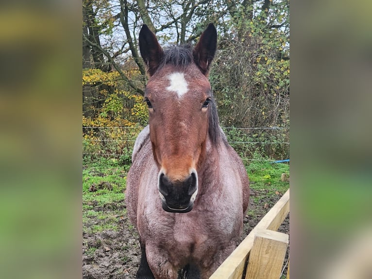 Ardenner Stute 5 Jahre 154 cm Roan-Bay in Dunfermline