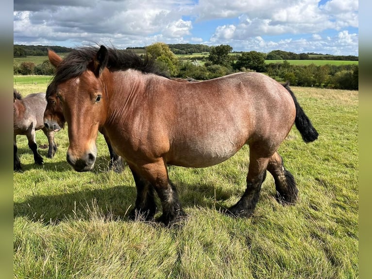 Ardenner Stute 6 Jahre 160 cm Roan-Bay in Daleiden