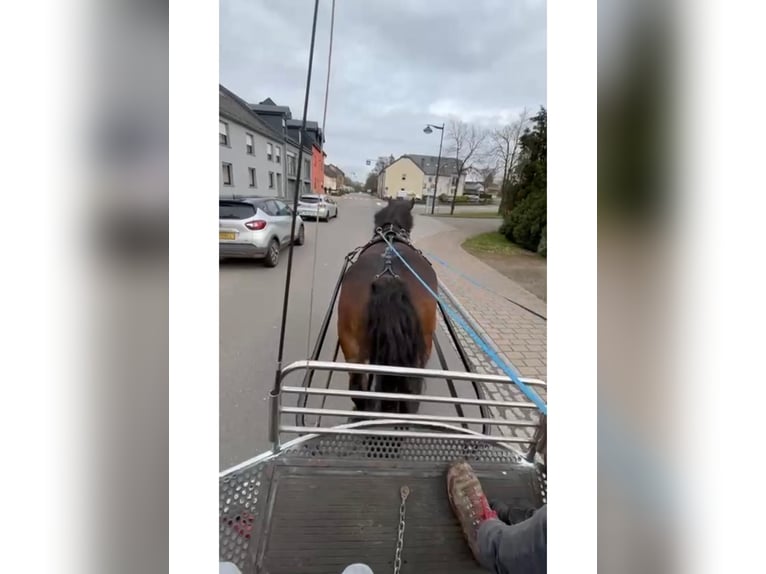 Ardenner Stute 8 Jahre 158 cm Brauner in Daleiden