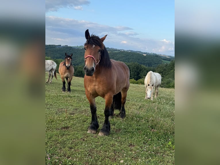 Ardenner Stute 8 Jahre 158 cm Brauner in Daleiden