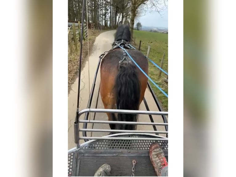 Ardenner Stute 8 Jahre 158 cm Brauner in Daleiden