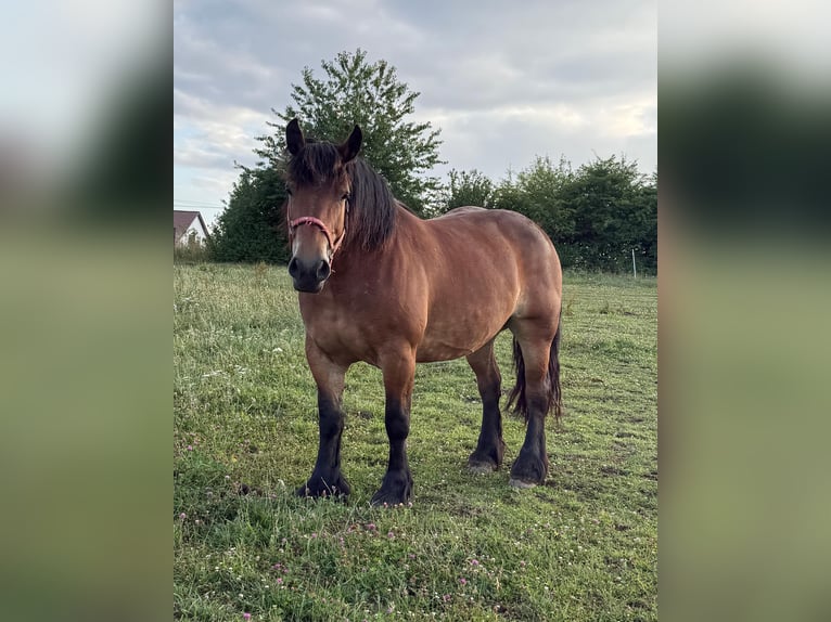 Ardenner Stute 8 Jahre 158 cm Brauner in Daleiden