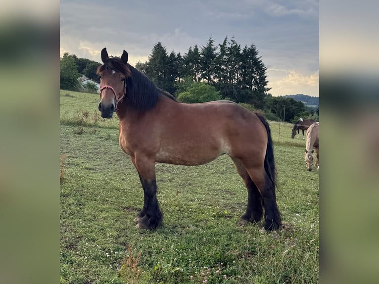 Ardenner Stute 8 Jahre 158 cm Brauner in Daleiden