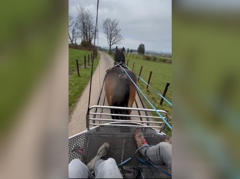 Ardenner Stute 8 Jahre 158 cm Brauner in Daleiden