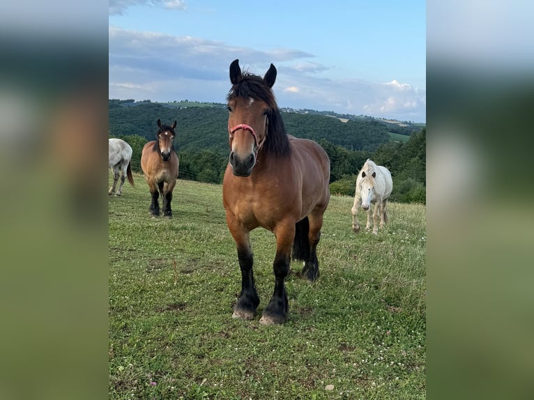 Ardenner Stute 8 Jahre 158 cm Brauner in Daleiden