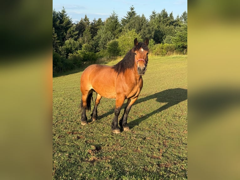 Ardenner Stute 8 Jahre 158 cm Brauner in Daleiden