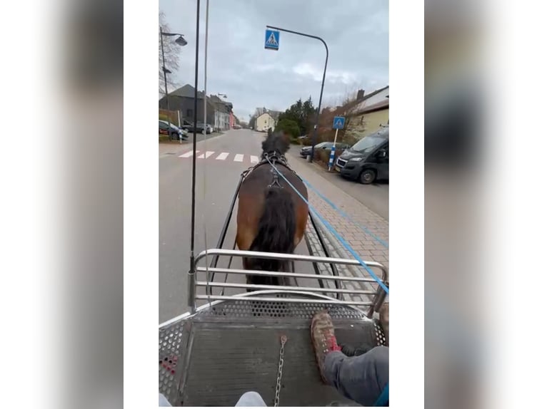 Ardenner Stute 8 Jahre 158 cm Brauner in Daleiden