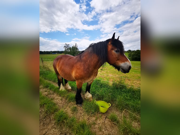 Ardenner Valack 14 år 167 cm Brun in Kirchberg an der Jagst