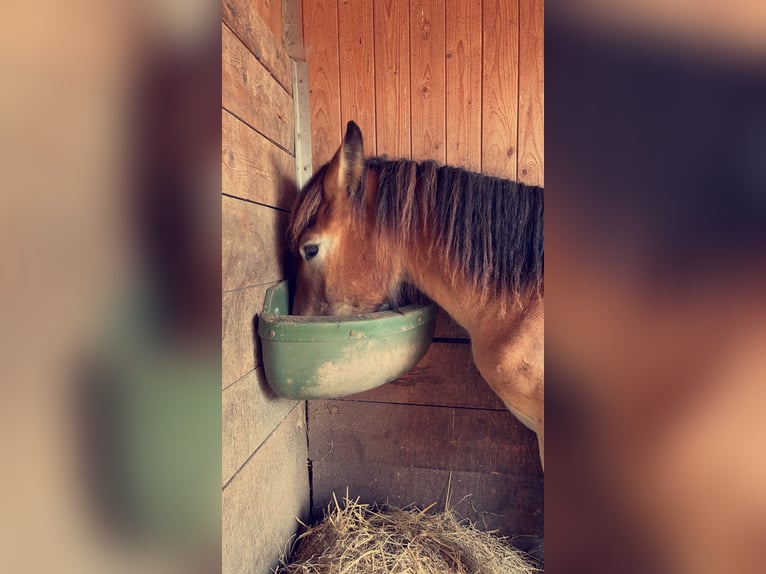 Ardenner Valack 2 år 150 cm Ljusbrun in Merzkirchen