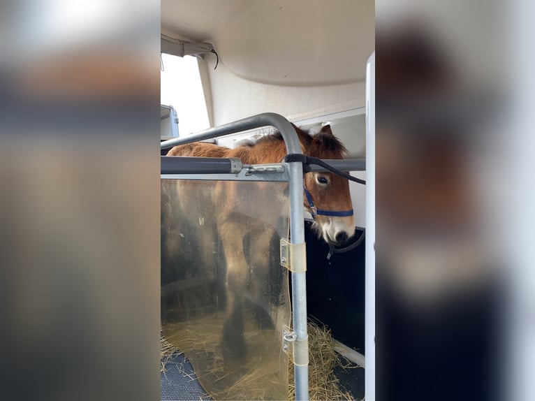 Ardenner Wallach 2 Jahre 150 cm Hellbrauner in Merzkirchen