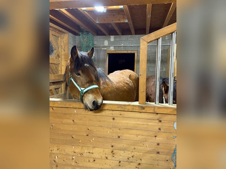 Ardenner Wallach 2 Jahre 160 cm Brauner in Daleiden