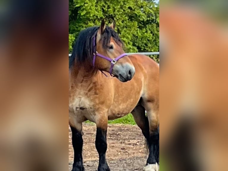 Ardenner Wallach 3 Jahre 160 cm Brauner in Schleim&#xFC;nde