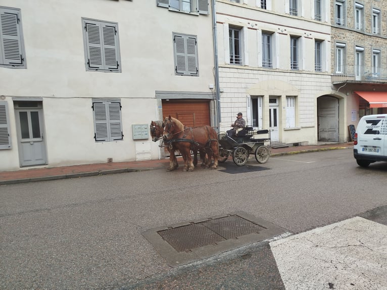 Ardenner Wallach 4 Jahre 157 cm Fuchs in Souternon