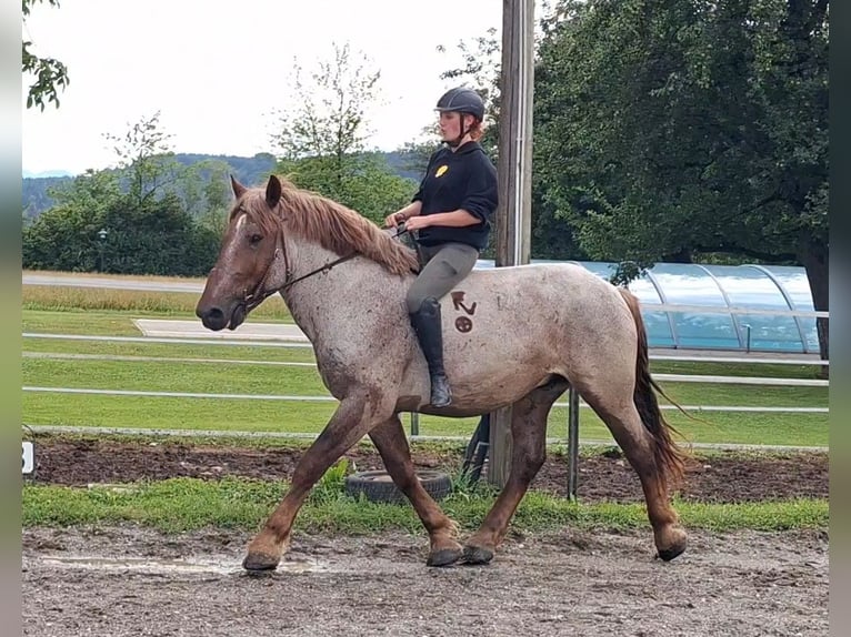 Ardenner Wallach 4 Jahre 158 cm Roan-Red in Kirchbichl
