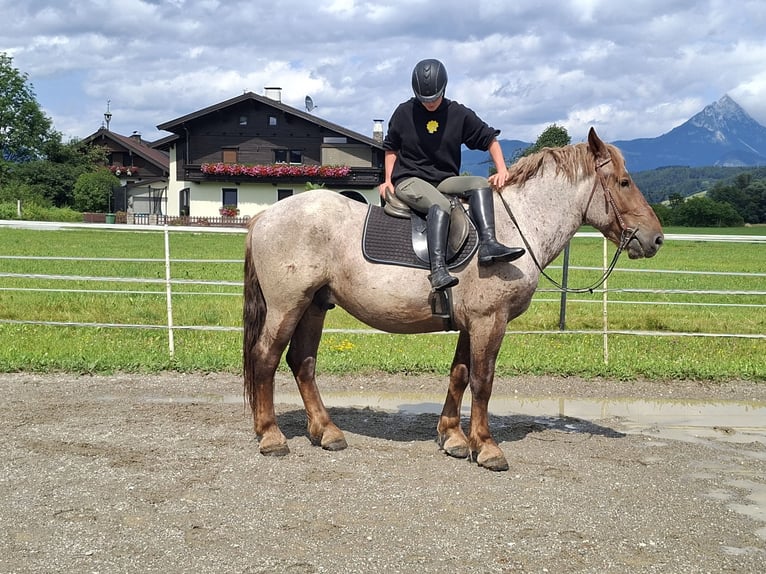 Ardenner Wallach 4 Jahre 158 cm Roan-Red in Kirchbichl