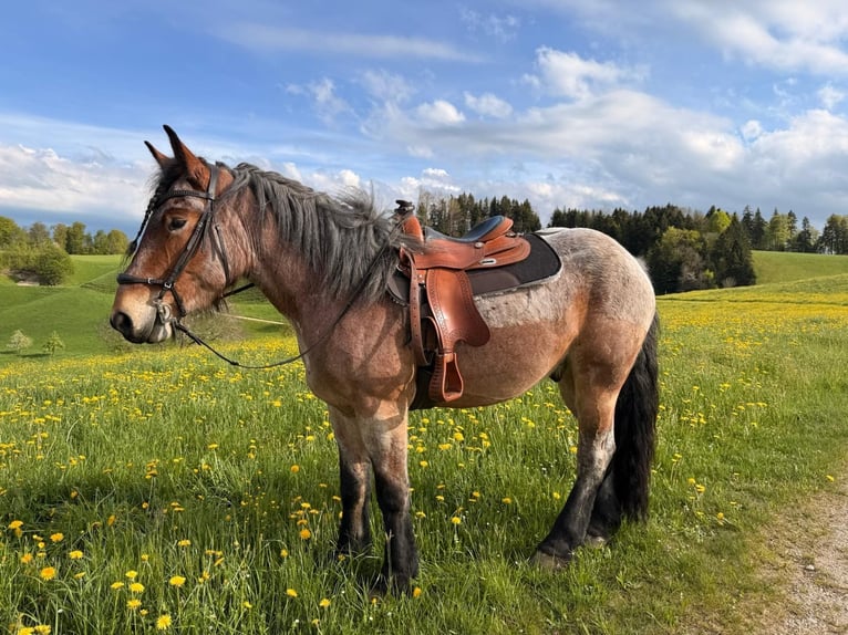 Ardenner Wallach 4 Jahre 170 cm Blauschimmel in Hofstatt