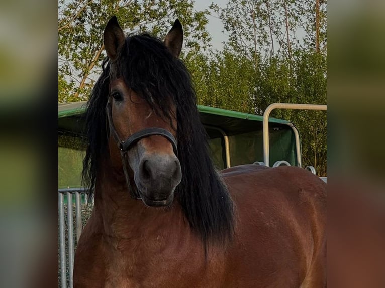Ardenner Wallach 6 Jahre 162 cm Brauner in H&#xFC;rup