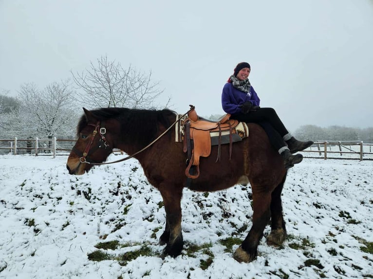 Ardenner Wallach 7 Jahre 170 cm Brauner in Linkenbach