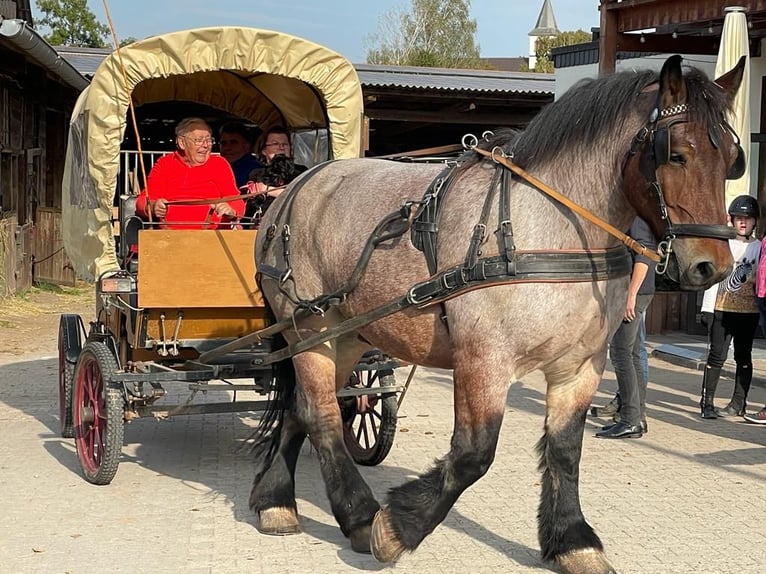 Ardenner Wallach 8 Jahre 172 cm Braunfalbschimmel in Sulzbachtal