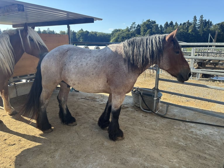 Ardennes Mix Gelding 12 years in D&#xE4;niken SO