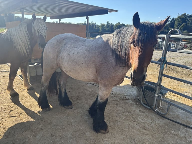 Ardennes Mix Gelding 13 years in Däniken SO