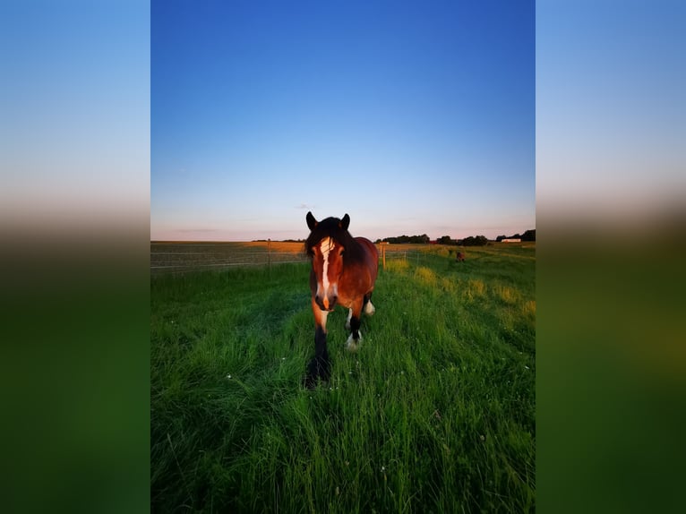 Ardennes Gelding 14 years 16,1 hh Brown in Kirchberg an der Jagst