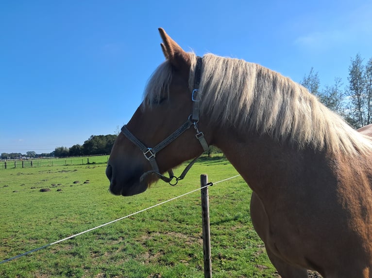 Ardennes Gelding 14 years 16,1 hh Chestnut-Red in Oud Gastel