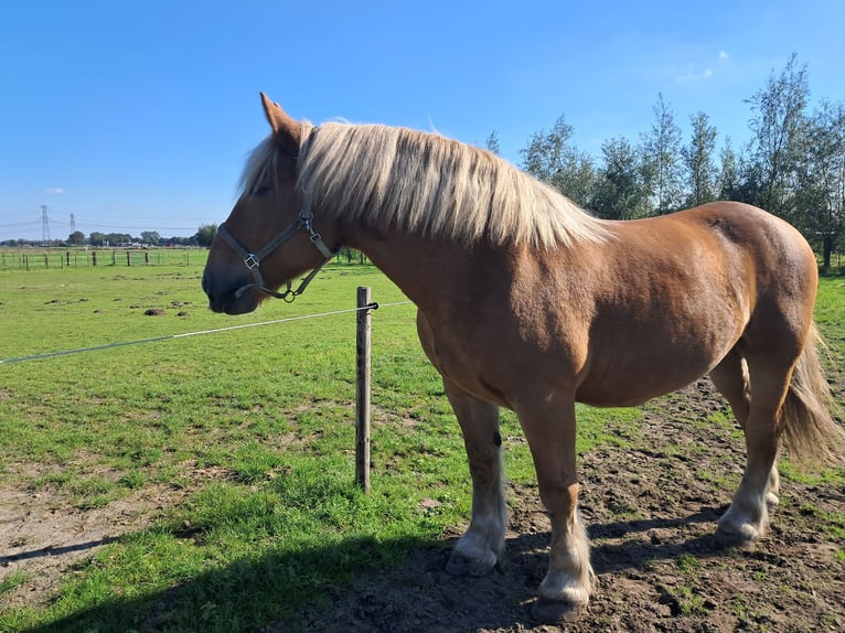 Ardennes Gelding 14 years 16,1 hh Chestnut-Red in Oud Gastel