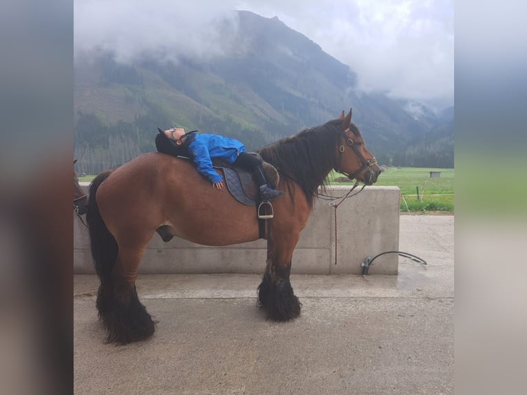 Ardennes Gelding 14 years in Obertilliach