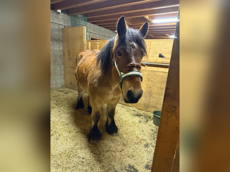 Ardennes Gelding 2 years 15,2 hh Brown in Daleiden