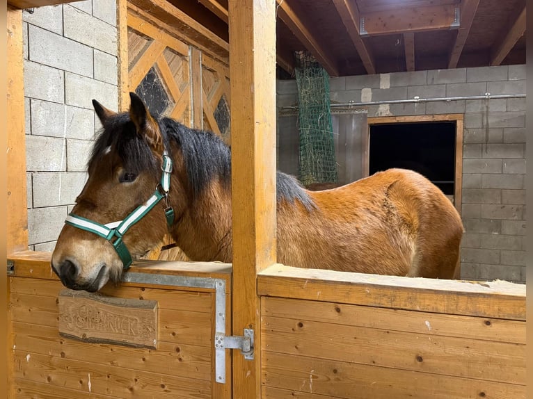 Ardennes Gelding 2 years 15,2 hh Brown in Daleiden
