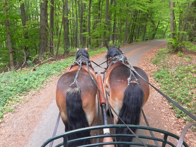 Ardennes Gelding 3 years 15 hh Brown in Nettersheim